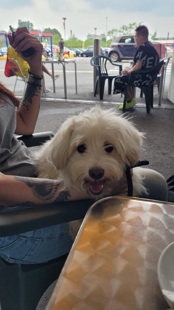 Splendida Simil Maltese - Luna